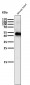 Anti-Caspase-9 CASP9 Rabbit Monoclonal Antibody